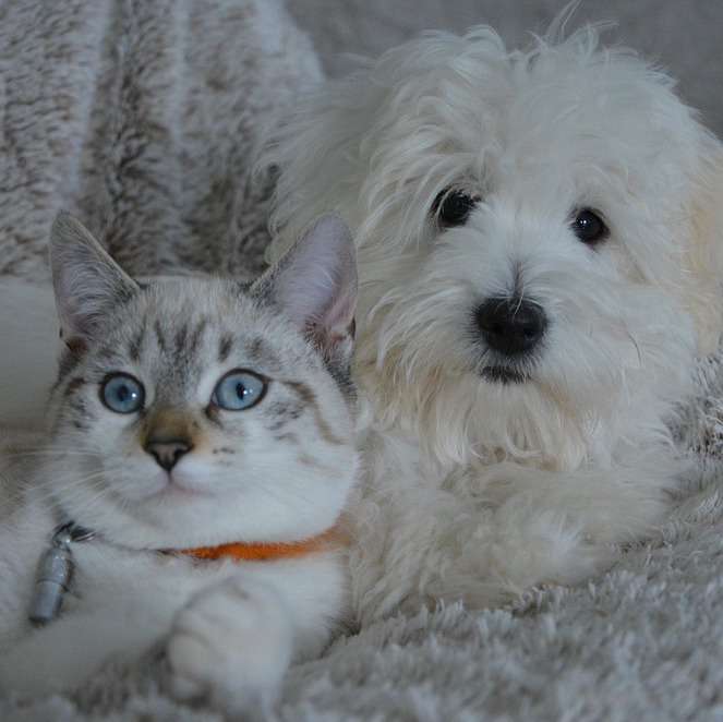 White dog and cat sitting on a plush blanket 