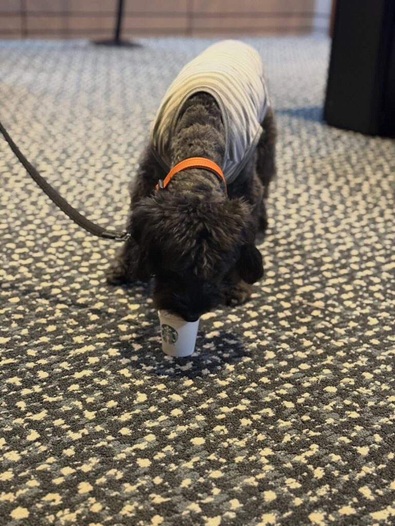 A small black dog wearing a gray vest drinks from a Starbucks cup on a patterned carpet while on a leash.